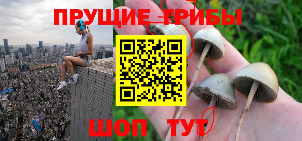 Галлюциногенные грибы Psilocybe Родники